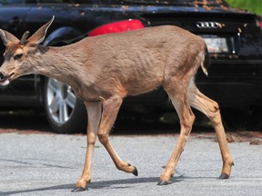 Elgin OPP is urging motorists not to veer for deer and to be alert and aware of their surroundings after police investigated vehicle collisions involving deer. Nike Procaylo photo
