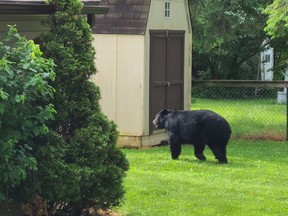 Meaford resident Patricia Michael snapped this photo of a black bear crossing through her yard at the corner of St. Vincent and Margaret Streets in Meaford Thursday morning. Michael said they named the bear that caused a stir on social media as it journeyed through town "Smokey". Photo by Patricia Michael.