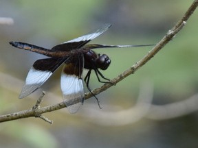 Dragonflies are another pond favorite to spot.
(BARBARA TAYLOR/Postmedia Network)