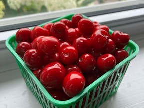 Goderich resident Leah Noel and her husband Daniel have an abundance of cherries this year. They are selling pints for $8 and plan to give the proceeds to the Huron Women's Shelter. They are hopeful this will inspire others with fresh produce in their backyards to do the same. Facebook