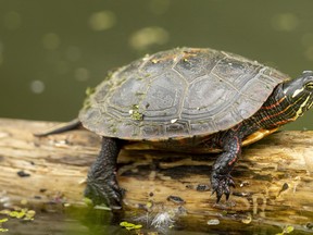 A Southwestern Ontario nature conservancy is encouraging area residents to help at-risk turtle species, like this painted turtle found at Waterworks Park in St. Thomas, cross roadways. Mike Hensen/The London Free Press