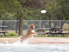 The Humane Society of Kitchener Waterloo & Stratford Perth has announced the return of its popular Dash and Splash fundraiser this September. (Photo courtesy Kinsey Winger)