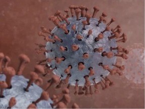 The COVID-19 virus. File photo