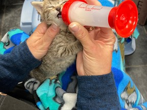 An SPCA worker bottle-feeds a kitten. The SPCA centre in Sudbury is actively seeking volunteers willing to foster an animal who is not yet ready for adoption.