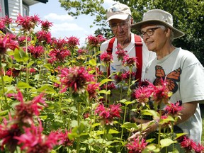 Tweed's George Thomson and Elizabeth Churcher admire the Monarda, or bee balm, in one of their gardens. They grow a variety of pollinator-friendly plants to help the dwindling monarch butterflies and other species.