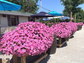 Beautiful petunias are found at MacPherson’s Restaurant in Port Franks. Gardening expert John DeGroot says petunias remain a number one favourite annual plant, but they demand daily attention. John DeGroot