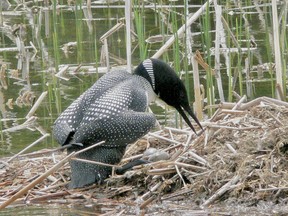 Notice how close the loon’s eggs are to the water. A few centimetres increase in the water level would have spelled disaster. Fortunately this photo was taken a few years ago in Portage Bay, Keewatin. The eggs survived.  P. Burke