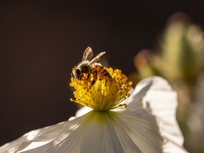 Protecting pollinators, such as bees, is just good policy, writes Nadine Robinson. Getty Images