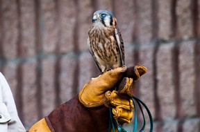 Pixie is an American kestrel – also known as a sparrow hawk.  She was injured in a vehicle strike but her caretakers at Speaking of Wildlife are uncertain if that contributed to the cataract in her left eye.  Chris Montanini/Stratford Beacon Herald