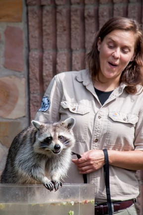 Rocket surprised his handler, wildlife educator Krystal Hewett, during the event on Sunday.  Rocket isn't the raccoon from Guardians of the Galaxy, but he has TV and film credits, including the comedy series What We Do In The Shadows.  Chris Montanini/Stratford Beacon Herald