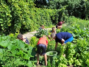 The Rodney Community Garden is flourishing, providing vegetables for local participating families. Larry Schneider