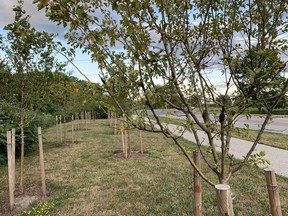 Hawthorn trees planted at the south end of the Lambton College property in Sarnia. Gardening expert John DeGroot says recently-planted trees need to be watered and taken care of during a drought but are usually able to survive drought-like conditions after they have been established after three years. John DeGroot