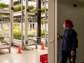 An AgMedica employee is shown inside the company's Riverview Drive facility. (Handout/Postmedia Network)