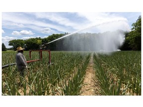 Carlos Rodriguez, a worker with a decade of experience at the farm of Peter Gubbels, uses a large irrigation sprinkler to deliver much-needed water to fields of corn near Komoka. Photograph taken on Friday July 15, 2022. Mike Hensen/The London Free Press