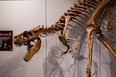Quinte Museum of Natural History’s juvenile Tyrannosaurus Rex. PHOTO SUPPLIED.