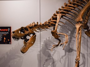 Quinte Museum of Natural History’s juvenile Tyrannosaurus Rex. PHOTO SUPPLIED.