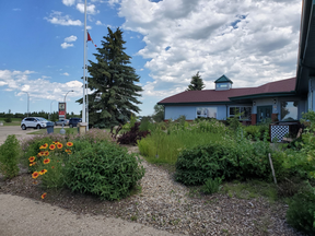 The County of Wetaskiwin's rain garden has come a long way since it was planted in 2018, and promises to flourish thanks to the conditions of 2022, the year of the garden. (supplied)