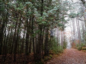 Leaves cover a trail at Vanderwater Conservation Area southeast of Tweed Wednesday, Oct. 28, 2020. Quinte Conservation will stage an artisan market fundraiser this October on the property.