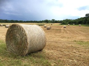 A farmer's field near Dresden in early July 2017. According to the 2021 census of agriculture, the use of land for agriculture in Chatham-Kent grew by more than 44,000 acres over a five-year period. But those numbers are being disputed by a member of the Ontario Federation of Agriculture is questioning the accuracy of the numbers. Peter Epp/Chatham This Week