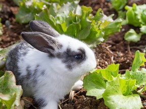 Bunnies have only one mission in life, and that is to eat, says gardening expert John DeGroot. In the middle of the day, bunnies remain mostly in their hiding places, but as soon as the sun goes down, they begin foraging on everything in sight. Handout