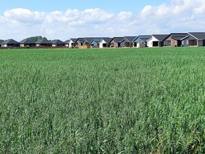 The number of residential developments being built on farmland across Chatham-Kent is one factor that seems to contradict data from the 2021 census for agriculture by Statistics Canada that use of land for agriculture grew by 44,000 acres over five years.  (Ellwood Shreve/Chatham Daily News)