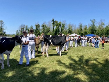 Competitors in the 4-H dairy calf rally at the Avonmore Fair on Saturday July 16, 2022 in Avonmore, Ont. Shawna O'Neill/Cornwall Standard-Freeholder/Postmedia Network