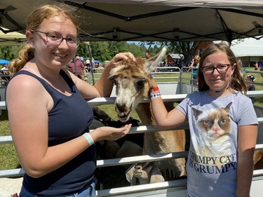 Serenity Last (left) and her sister Katie feeding an alpaca on Saturday July 16, 2022 in Avonmore, Ont. Shawna O'Neill/Cornwall Standard-Freeholder/Postmedia Network
