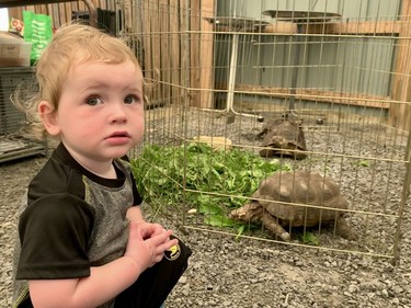 Braxton Bourbonnais looking at some of the turtles at the 2022 Avonmore Fair on Saturday July 16, 2022 in Avonmore, Ont. Shawna O'Neill/Cornwall Standard-Freeholder/Postmedia Network