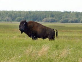 A bison near Claire Lake in Wood Buffalo National Park. Rick MacWilliam/Edmonton Journal