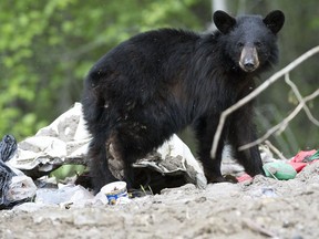 A black bear forages for food at a temporary landfill site near the Fort McMurray 468 First Nation on Wednesday June 1, 2016. David Bloom/Postmedia Network