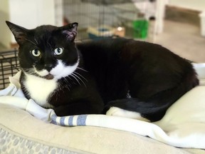 MEET MR. SQUEEKER  -Male/Neutered - Mr. S. is a very big boy with a very big heart. His fancy moustache is always perfectly groomed. Hanna SPCA photo
