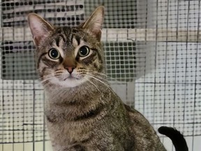 MEET MARIO! Male/Neutered  Mario is a sweet guy with big eyes that are always looking for the next person to give him attention. Hanna SPCA photo
