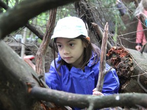 Student Annabelle Chiu climbs up the trunk of a downed tree in the Jeanne-Lajoie Elementary School outdoor classroom. Anthony Dixon