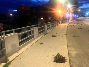 Flowers were uprooted and tossed onto Pembroke Street West sometime during the early morning hours of July 14, 2022. OPP photo