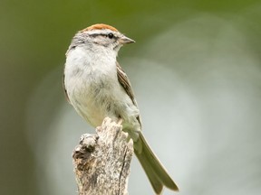 A Chipping Sparrow sits on a perch overlooking some backyard feeders. Irving A. Gaffney /  Getty Images