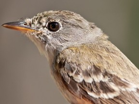 A close up of a Willow Flycatcher. Paul Reeves Photography Getty Images