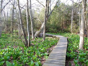 The boardwalk trail loop is located in the southern portion of Coldstream Conservation Area and meanders through rare cedar swamp habitat. The boardwalk will be temporarily closed for two weeks starting July 11 for construction. Handout