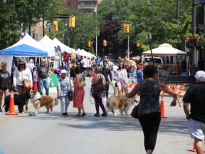 People and their dogs check out downtown Christina Street, July 9, 2022 in Sarnia, during the Dog Days of Summer Weekend Walkabout.  (Tyler Kula/ The Observer)