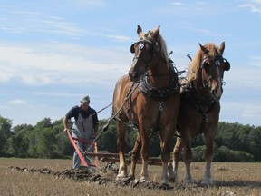 Nelson Sage, of Thamesville, competes with his team of Belgian draft horses, Nick and Jeff, at the 2017 Lambton County Plowing Match.