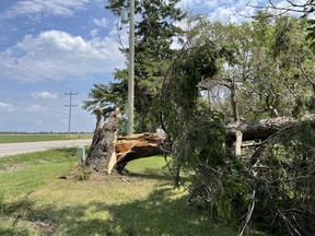 An uprooted tree is shown along Churchill Line, east of Wyoming, Ont., where a storm with heavy winds and rain hit Plympton-Wyoming Tuesday evening.
Terry Bridge/The Observer