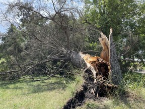 An uprooted tree is shown along Churchill Line, east of Wyoming, Ont. A storm with heavy winds and rain hit Plympton-Wyoming Tuesday evening.