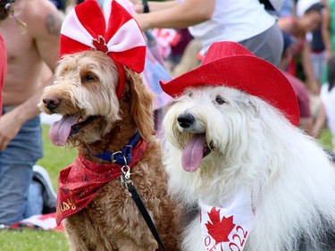 A pair of patriotic pooches take in the Canada Day festivities at Science North on Friday.
