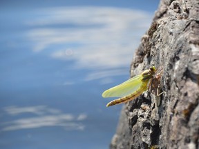 A dragonfly clings to a rock after emerging from its larval stage. Unlike butterflies, dragonflies do not have a cocoon phase. They transition from nymph to adult by climbing out of their larval shell. Jim Moodie/Sudbury Star