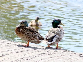 A pair of mallards rest on the shore while another swims in a pond at Delki Dozzi Park in Sudbury, Ont., Wednesday, July 13, 2022.