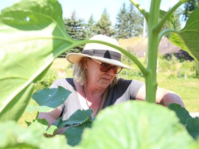 Nadine Law, co-chair of the Delki Dozzi Community Garden, tends to a garden in Sudbury, Ont. on Monday July 18, 2022. Law said funding and in-kind donations have been secured so the garden can be more accessible to everyone. John Lappa/Sudbury Star/Postmedia Network