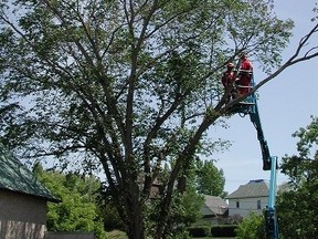 An Elm tree in Lumsden, Sask., being removed. Photo supplied