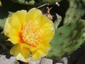 A prickly-pear cactus in full bloom.  CHRIS ABBOTT