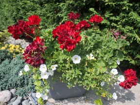 Geraniums and petunias add a splash of color to a backyard garden.  CHRIS ABBOTT