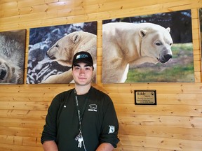 Jacob Theriault is the one of the newest member of the Polar Bear Habitat family and he looks forward to learn more about Henry, Inukshuk and Ganuk and the Cochrane community. The artwork behind Theriault an artist out of Hamilton: Melissa Stewart. Missys Portraits are signed and numbered and will be available for sale soon.