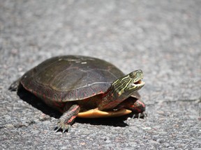 The Nature Conservancy of Canada is reminding motorists to "brake" for turtles trying to cross the roadways.